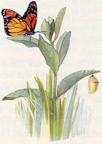 Monarch butterfly & chrystalyst